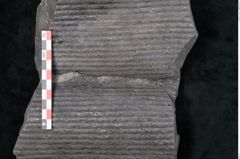 Foto (Detailansicht) von Sigillaria sp.  (NHMW-GEO-2024-0188-11101)